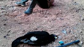 Cazador mata en Osa por 'diversión' una exótica ave protegida 
