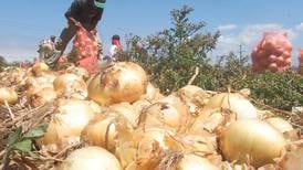 Autoridades decomisaron 16.780 kilos de cebolla procedente de Panamá