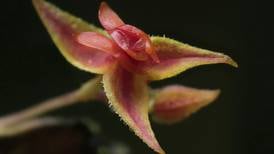 Talamanca revela seis nuevas orquídeas miniatura