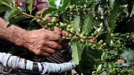 Costa Rica produce el 22% de su café en forma sostenible 
