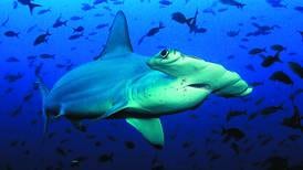 Ecuador crea refugio marino en Galápagos para proteger al tiburón martillo
