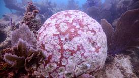 Los arrecifes coralinos: ¿ecosistemas condenados por el cambio climático? 