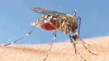 Cambio climático promueve diseminación de enfermedades transmitidas por mosquitos