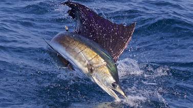 Científicos alertan sobre la situación del pez vela en Costa Rica