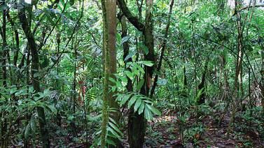 En Costa Rica aprovechar la madera del bosque es una utopía