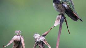 Dos colibríes llegan a zonas altas donde no son comunes