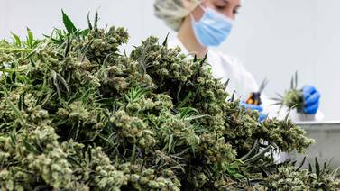En Nueva York, los productores de cannabis están atrapados por fallos en la legislación