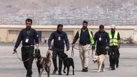 Perros del aeropuerto de Kabul se preparan para volver al trabajo