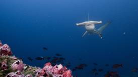 Tiburón martillo fue el gran protagonista en expedición entre islas del Coco y Galápagos