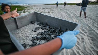 Chame, la playa en Panamá entre la conservación y tráfico de tortugas