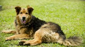 UNA investigará muerte de perro símbolo de lucha contra maltrato animal