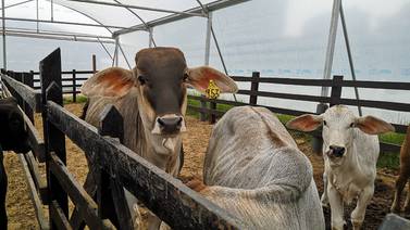 Carne bovina de Costa Rica gana mercado en Asia y apuntala el crecimiento de las exportaciones