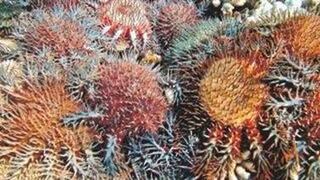 La Gran Barrera perdió el 50% del coral