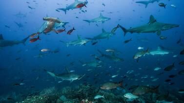 Costa Rica impulsará convenio internacional para la conservación del Pacífico