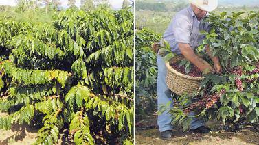 Cafetaleros tratan de revivir plan para cultivar variedad Robusta y generar empleo en zonas bajas