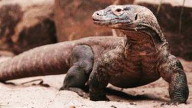 Genoma del dragón de Komodo explica el secreto de su fuerza