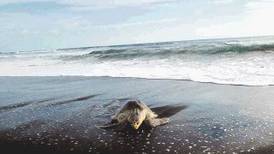 Tortugas lora iniciaron desove pese a elevación en la costa