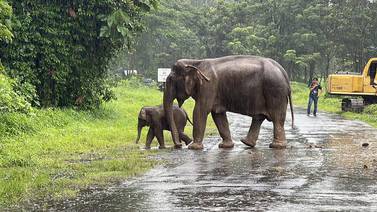 La vida social de los elefantes ayuda a los huérfanos a salir adelante