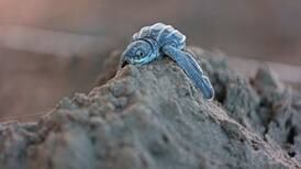Nacimientos de tortugas marinas en Moín se desploman este año por cambio climático