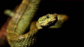 Costa Rica lidera iniciativa mundial para reducir a la mitad muertes por mordedura de serpiente antes del 2030