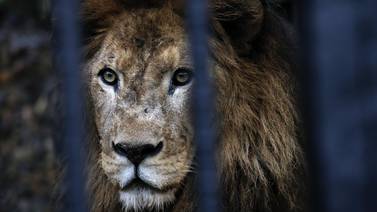 Fundazoo pierde demanda contra el Estado por muerte de Kivú, león del zoológico Simón Bolivar