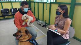 Amor que ayuda a sanar: Así funciona la psicoterapia asistida con perros