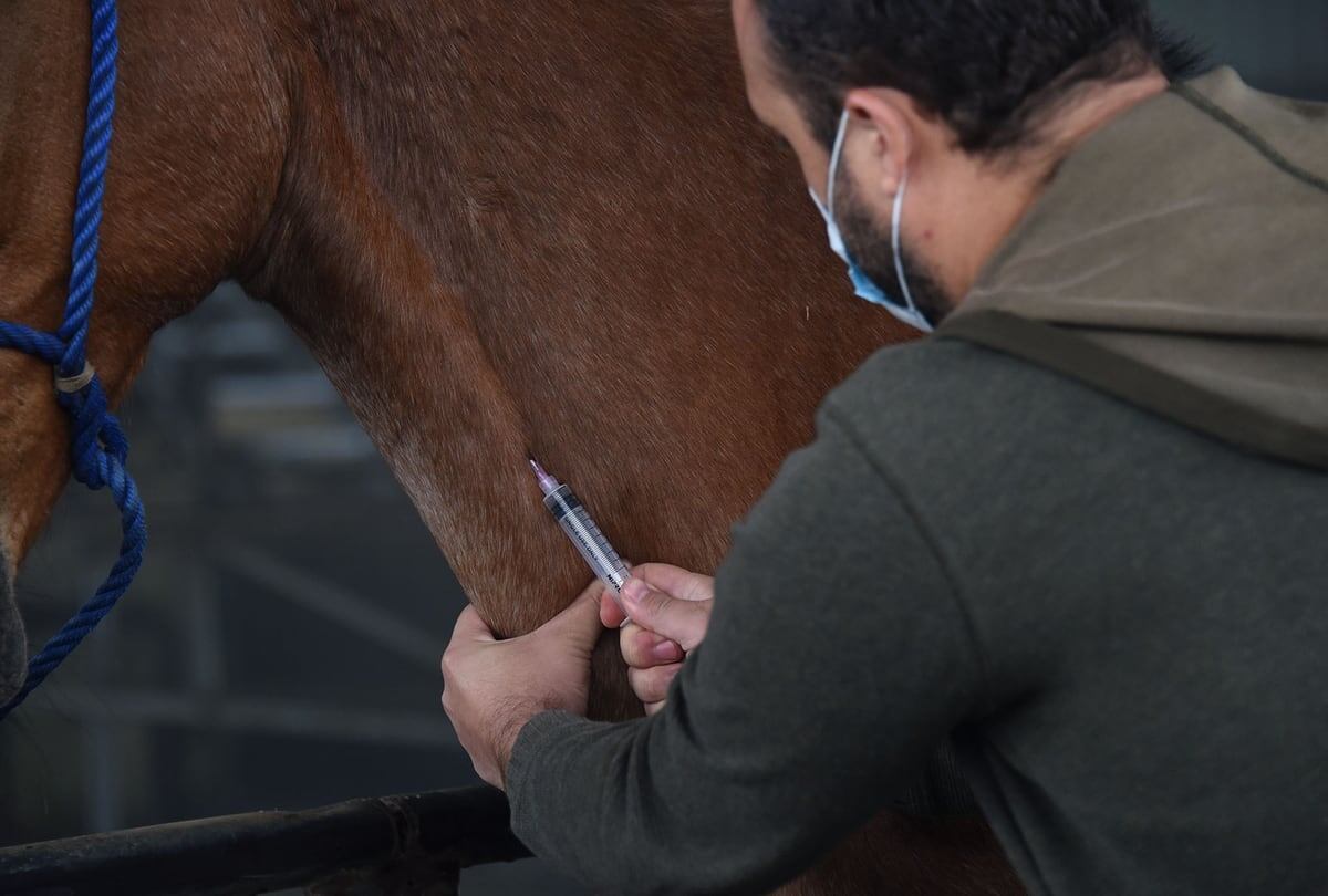 Inmunización en caballos para obtener terapia contra covid-19 ...