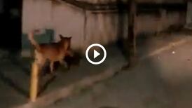 Perro camina por las calles de México con una cabeza humana en el hocico