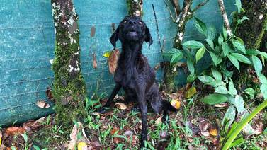 OIJ encuentra cuatro perros desnutridos, otro más muerto y más de 30 presuntas fosas con animales en Cariari