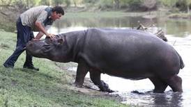 El trágico desenlace de la inusual amistad entre un hombre y un hipopótamo en Sudáfrica