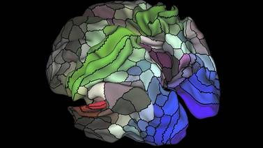 Nuevo mapa cerebral identifica 97 regiones antes desconocidas para la ciencia