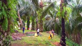 Productores de palma africana ‘cosechan’ altos precios internacionales contra todo pronóstico