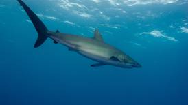 Tiburones pasan de ser depredadores a ser presas