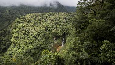 Bosques vírgenes desaparecen aceleradamente en el mundo
