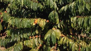 Costa Rica intenta revivir cultivo de café de menor calidad