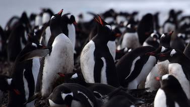 El iceberg gigante que amenaza colonias de pingüinos y focas en el Atlántico Sur