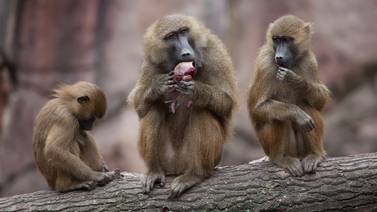 Los babuinos también emiten cinco vocales como los humanos