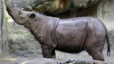 Bebé rinoceronte de Sumatra nace en Indonesia