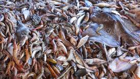 Sala IV pide informe al Gobierno por pesca de arrastre
