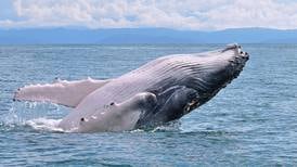  ¿Cómo disfrutar del avistamiento de ballenas sin ponerlas en peligro ni arriesgarse como turistas?