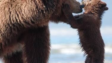 Un retrato de Alaska y sus osos