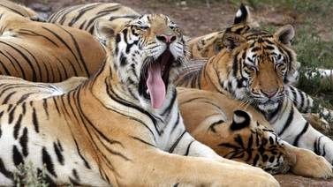 La población mundial de tigres aumentó por primera vez en un siglo