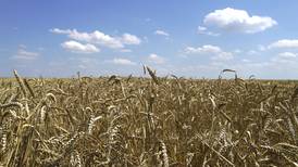 Reanudación de las exportaciones de grano ucraniano ‘es una señal positiva’