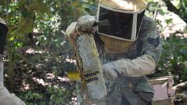 Producción de miel de abeja en Costa Rica experimenta un crecimiento saludable 