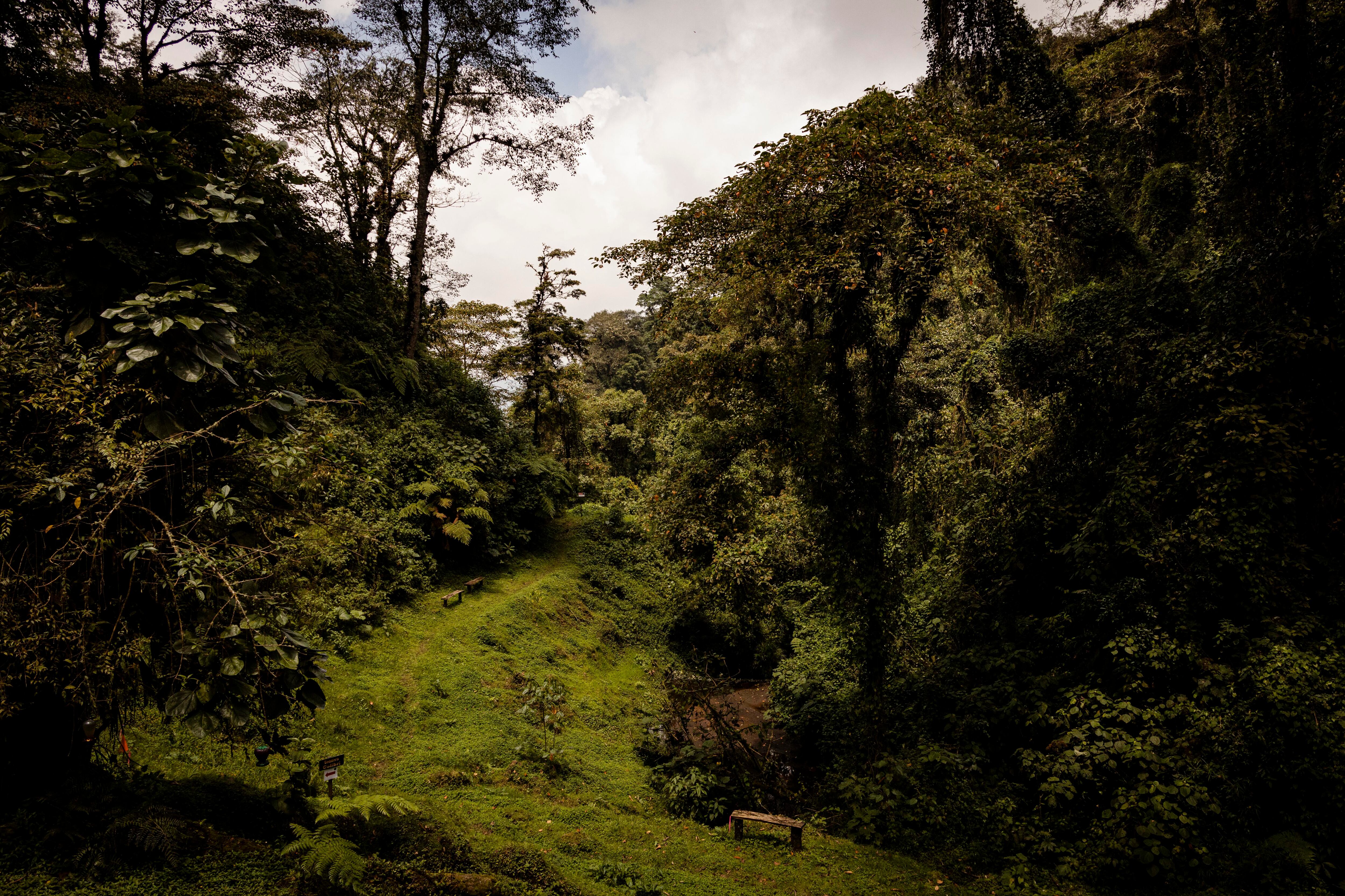  El Iral Bosque Nuboso se ubica en Cascajal de Coronado. (Foto: Alonso Tenorio)