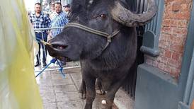Búfalo perdió el control en medio del Tope Nacional y se abalanzó contra el público
