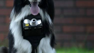 Perro toma fotografías cuando se emociona gracias a invento de Nikon 