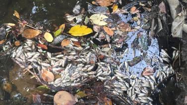 Vecinos de Ciruelas de Alajuela denuncian muerte de cientos de peces por contaminación de río