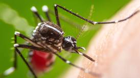 Perú sufre peor embate por dengue en décadas: 440 muertos