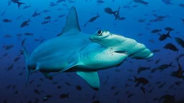 Tiburones sedoso y martillo serán prioridad de investigación en el país
